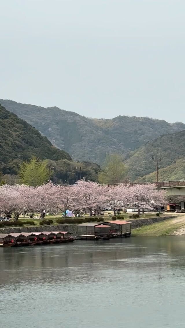 2026年春
#錦帯橋
#岩国市